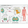 CARTE MURALE 70X102CM - LE SYSTÈME NERVEUX/LA RESPIRATION