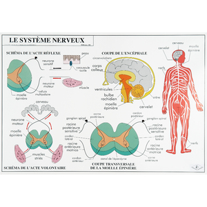 CARTE MURALE 70X102CM - LE SYSTÈME NERVEUX/LA RESPIRATION