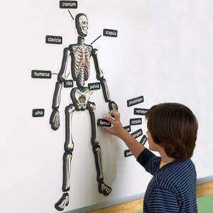 SQUELETTE 3D MAGNETIQUE