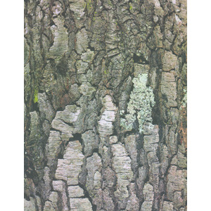 32F PAPIER IMPRIME FEUILLES ET ÉCORCES 22X28CM